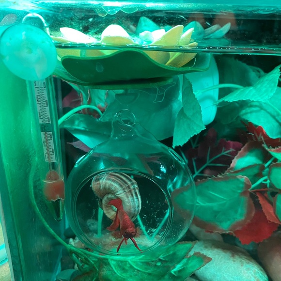 Betta fish feeding globe for frozen foods - Picture 11 of 12